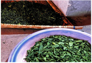 The fried tea leaves of Liu An Gua Pian