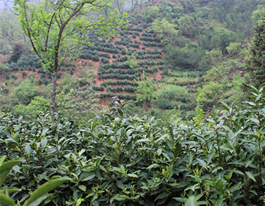 The tea cultivar of keemun Black Tea Zhuyezhong