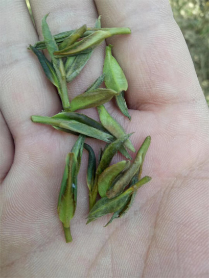 Second time of frost damage in North Fujian White Tea gardens