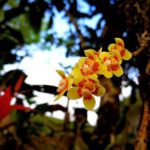 Orchid grows on tea tree 
