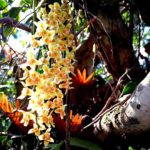Orchid grows on tea tree 1