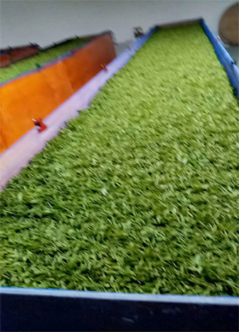 An organic Long Jing Tea Plant in Hangzhou