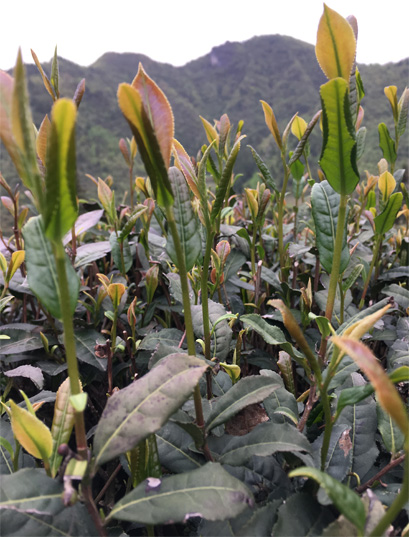 A green tea cultivar Shiqiantaicha 