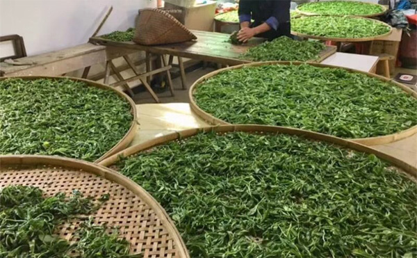 Traditional Processing of Chinese Green Tea 