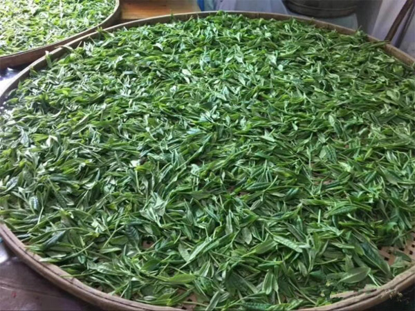 Traditional Processing of Chinese Green Tea 