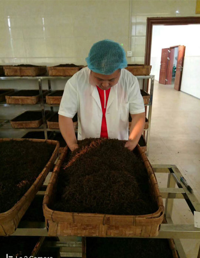 Fermentation of Yingde Black tea