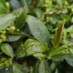 An organic Tea Garden in Guizhou Province 