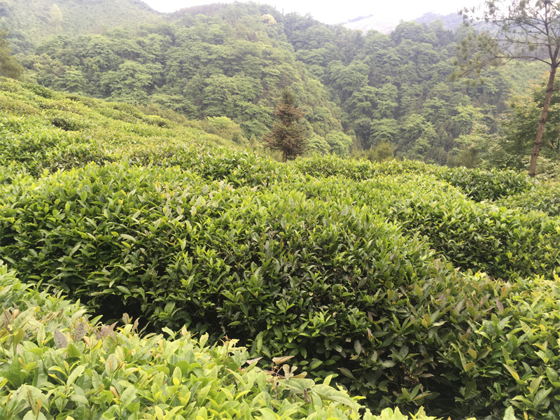 An orgnic Tea Garden in West Hunan 