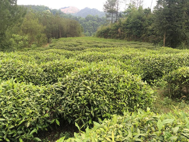 An orgnic Tea Garden in West Hunan 