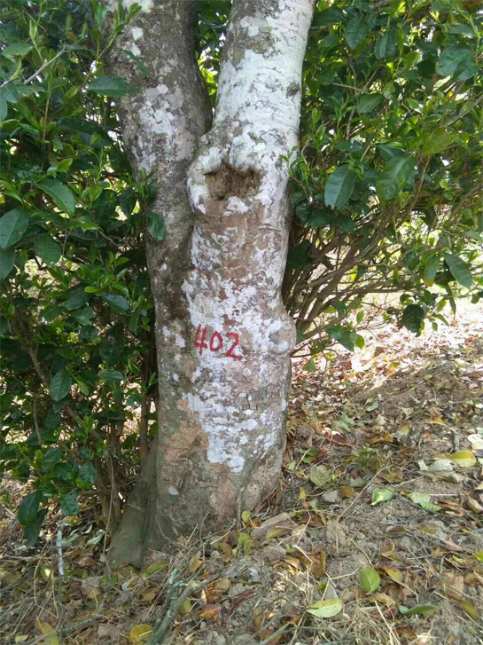 Mark of Single Tree