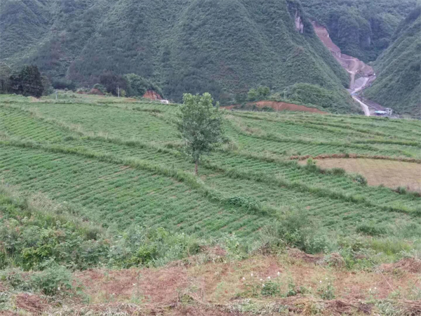 A Fairtrade Chinese Tea Garden