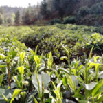 An Ecological Tea Garden