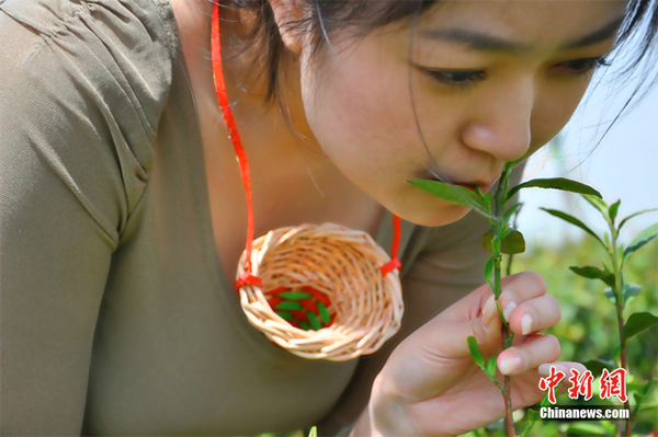 Plucking Tea by Mouth and Lip
