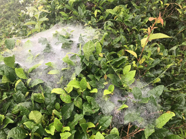 Spiders in the ecological tea garden 