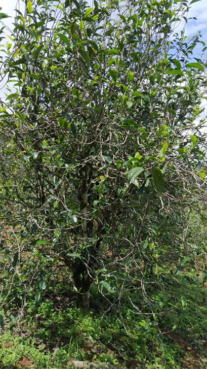Xi Gui Old Tea Tree