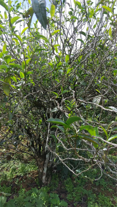 Xi Gui Old Tea Tree