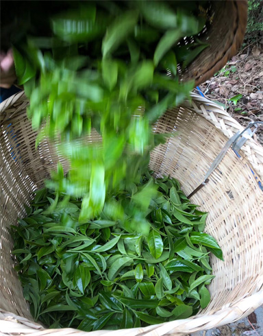 2018 Bing Dao Pu-erh Tea