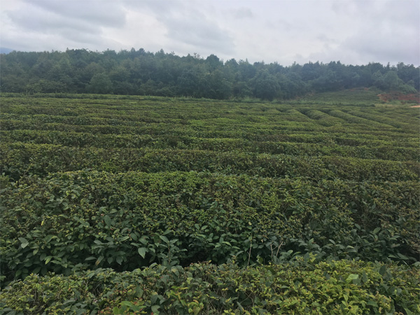 Organic Tea Garden in South Hunan