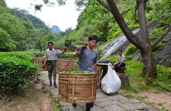 The Shoulder Transportation of Wuyi Rock Tea