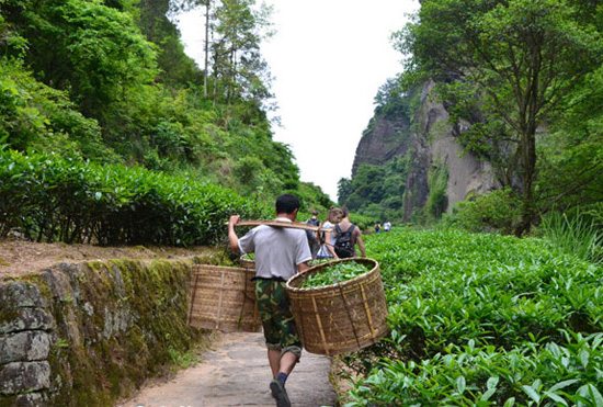The Shoulder Transportation of Wuyi Rock Tea