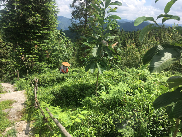 A Ceres Organic Tea Garden in West Hubei 