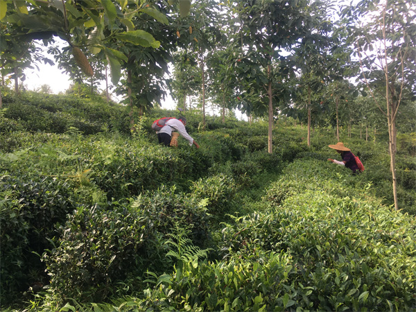 A Ceres Organic Tea Garden in West Hubei 