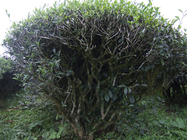 Old Tree of Dwarf Oolong