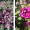 Rose damas