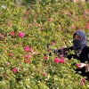 Rose damas