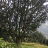 Bai Ying Shan 白莺山