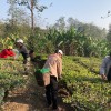 Organic Yunnan Green Tea (Dian Lv)