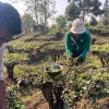 Organic Yunnan Green Tea (Dian Lv)