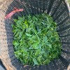Organic Yunnan Green Tea (Dian Lv)