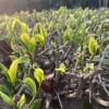 Organic Yunnan Green Tea (Dian Lv)