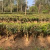 Organic Yunnan Green Tea (Dian Lv)