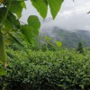 Organic Enshi Yu Lu