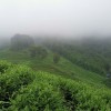 Organic Enshi Yu Lu