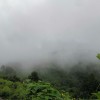 Organic Enshi Yu Lu