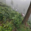 Organic Enshi Yu Lu