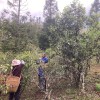 Huang Cao Ba Mao Er Duo Gong Cha 黄草坝猫耳朵贡茶