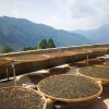 Huang Cao Ba Mao Er Duo Gong Cha 黄草坝猫耳朵贡茶