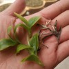 Huang Cao Ba Mao Er Duo Gong Cha 黄草坝猫耳朵贡茶