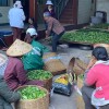 Ming Feng Shan 鸣凤山