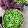 Ming Feng Shan 鸣凤山