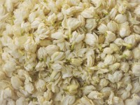 Jasmine Bud