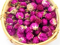 Amaranth Flower Qian Ri Hong