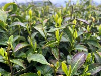 The Harvesting of 2026 Organic Pre-qingming Long Jing
