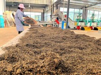 2026 Old Tree Yunnan Black Tea