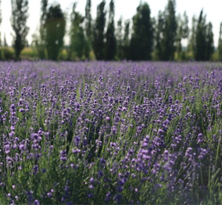 Lavender