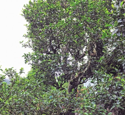 Bing Dao 冰岛